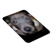 BLAUWE NEUS PITBULL PUPPY MAGNEET (Rechterzijde)