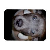 BLAUWE NEUS PITBULL PUPPY MAGNEET (Horizontaal)