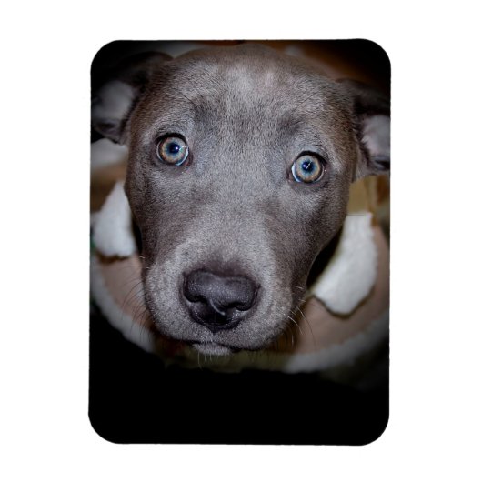 BLAUWE NEUS PITBULL PUPPY MAGNEET (Verticaal)