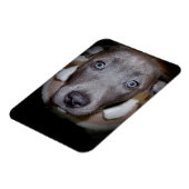 BLAUWE NEUS PITBULL PUPPY MAGNEET (Linkerzijde)