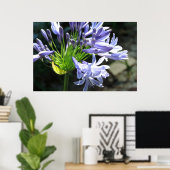 Blauwe Nijl Lilly foto vergroting Poster (Thuiskantoor)