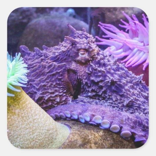 Blauwe oceaan paarse octopus vierkante sticker (Voorkant)