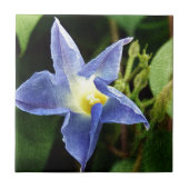 Blauwe ochtendgloren tegeltje (Voorkant)