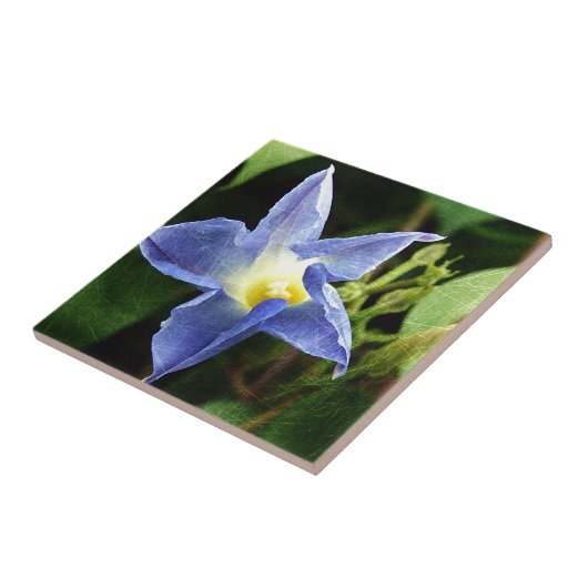 Blauwe ochtendgloren tegeltje (Zijkant)