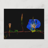 blauwe ochtendglorie briefkaart (Voorkant)