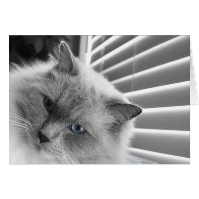 Blauwe ogen (Voorkant Horizontaal)