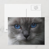 Blauwe ogen briefkaart (Voorkant / Achterkant)