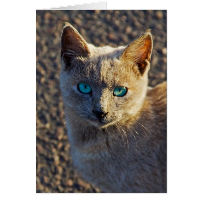 Blauwe ogen kat (Voorkant)