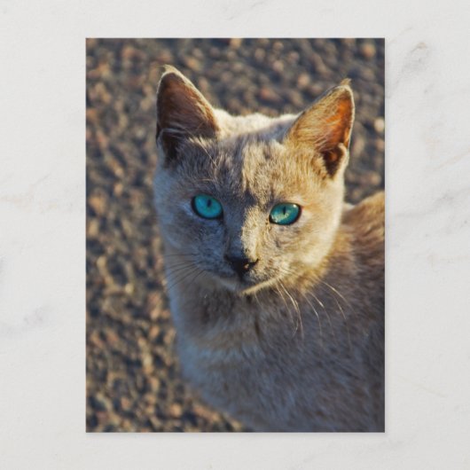 Blauwe ogen kat briefkaart (Voorkant)
