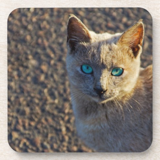 Blauwe ogen kat onderzetter (Voorkant)