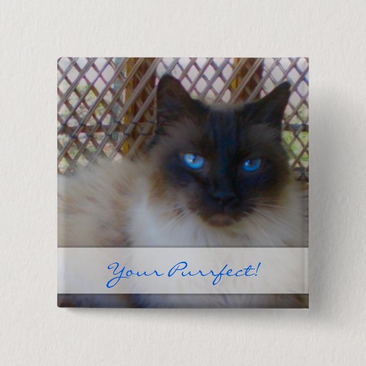 Blauwe ogen Kat Uw vruchtvlees Button (Voorkant)