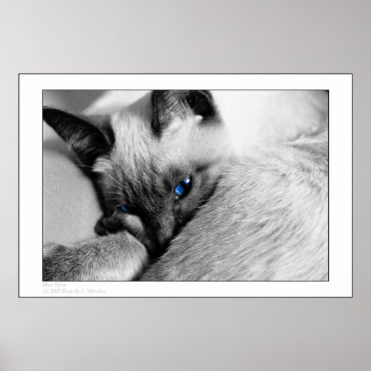 Blauwe ogen poster (Voorkant)