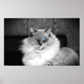 Blauwe ogen, poster (Voorkant)