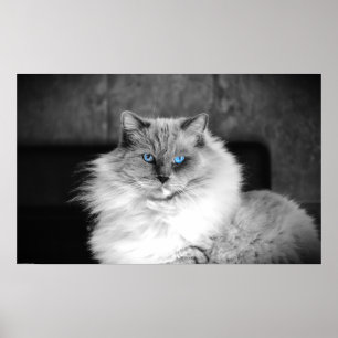 Blauwe ogen, poster