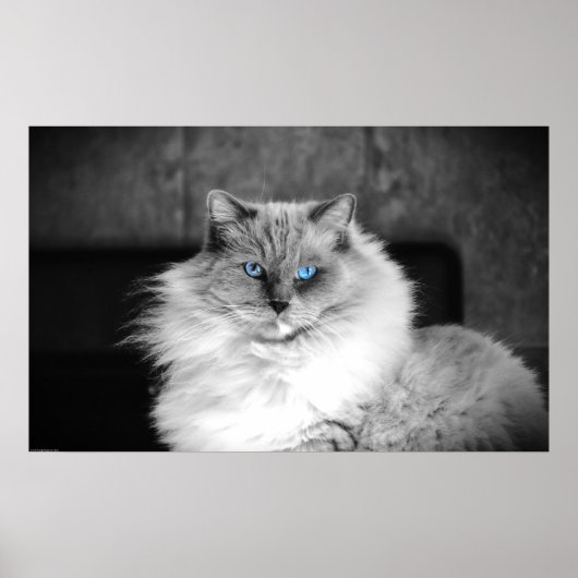 Blauwe ogen, poster (Voorkant)