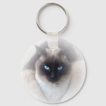 Blauwe ogen siamese kat