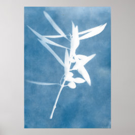 Blauwe Olijfgaard Wijnrank Keuken Cyanotype Foto Poster