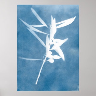 Blauwe Olijfgaard Wijnrank Keuken Cyanotype Foto Poster