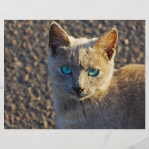 Blauwe Oog kat Flyer