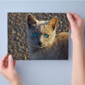 Blauwe Oog kat Flyer (Hand)