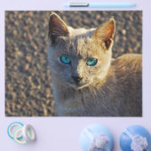 Blauwe Oog kat Flyer (Enkel)