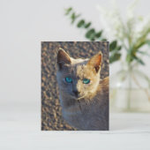Blauwe oogkat briefkaart (Staand voorkant)