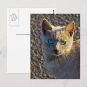 Blauwe oogkat briefkaart (Voorkant / Achterkant)
