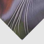 Blauwe oogkat in de Bossen Tissuepapier (Detail)