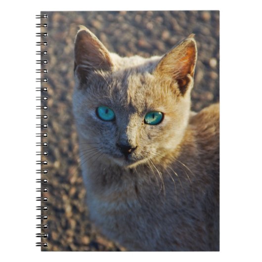 Blauwe oogkat notitieboek (Voorkant)