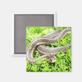 Blauwe Oogslang ~ magneet (Voorkant / Achterkant)