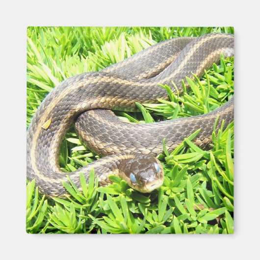 Blauwe Oogslang ~ magneet (Voorkant)