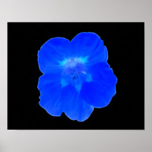 Blauwe Oostindische Kers Print