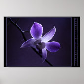 Blauwe orchidee poster (Voorkant)