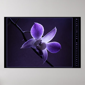 Blauwe orchidee poster