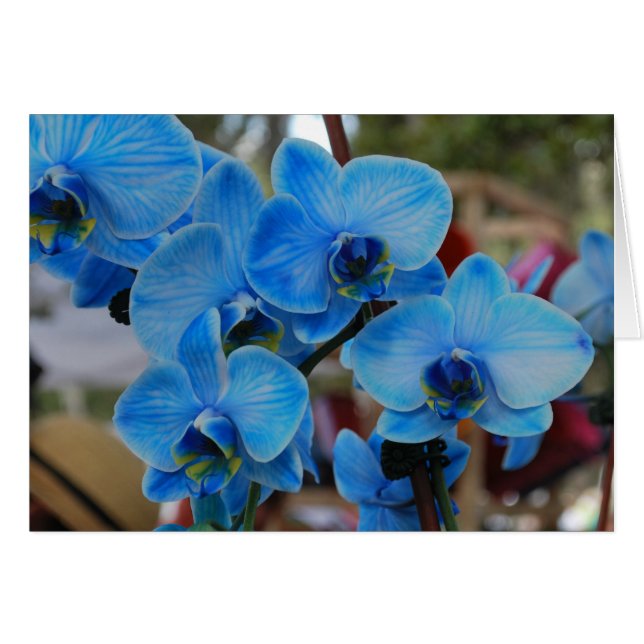 Blauwe Orchidee uit Vero Beach, Fl (Voorkant Horizontaal)