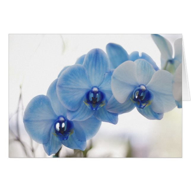 Blauwe orchideeën (Voorkant Horizontaal)