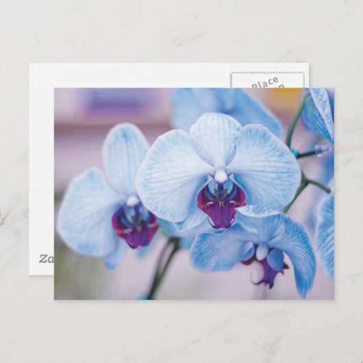 Blauwe orchideeën briefkaart (Voorkant / Achterkant)