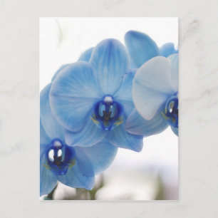 Blauwe orchideeën briefkaart