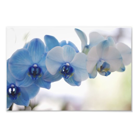 Blauwe orchideeën foto afdruk (Voorkant)