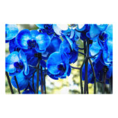 Blauwe orchideeën foto afdruk (Voorkant)