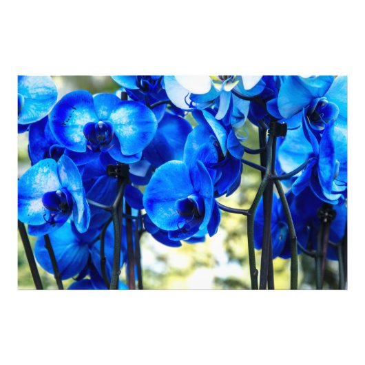 Blauwe orchideeën foto afdruk (Voorkant)