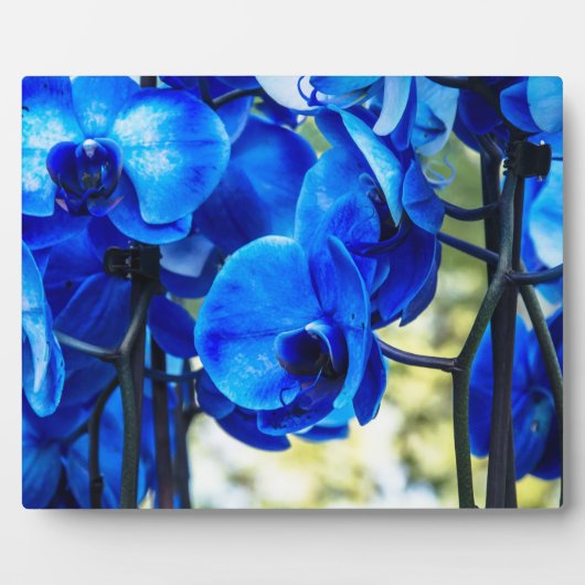 Blauwe orchideeën fotoplaat (Voorkant)