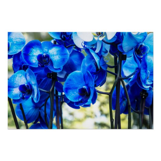 Blauwe orchideeën perfect poster (Voorkant)