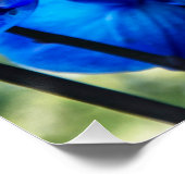 Blauwe orchideeën perfect poster (Hoek)