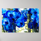 Blauwe orchideeën poster (Voorkant)