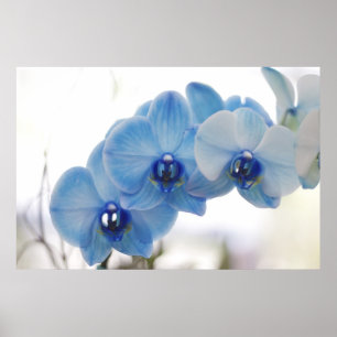 Blauwe orchideeën poster