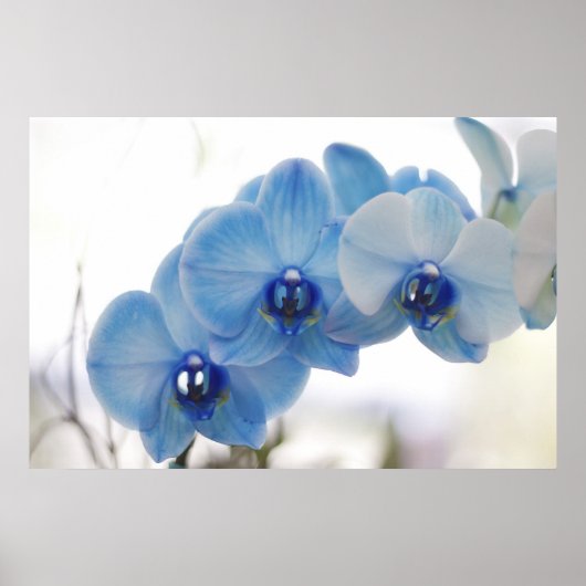 Blauwe orchideeën poster (Voorkant)