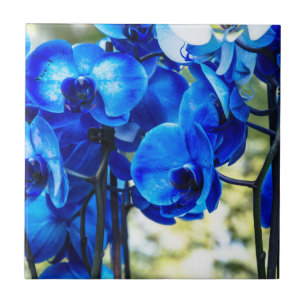 Blauwe orchideeën tegeltje