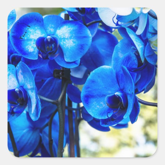 Blauwe orchideeën vierkante sticker (Voorkant)