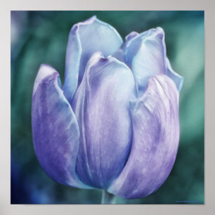 Blauwe Paarse foto-inktvis Poster